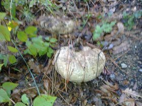 290920121165 Funghi.jpg